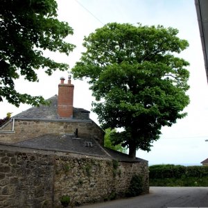 Madron