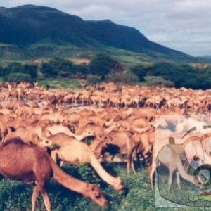 camels
