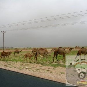 camels