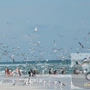 netting