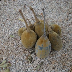 Boabab seeds, from the only trees of those type in Oman, growing in a valle