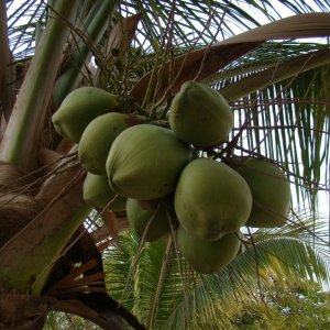 Coconuts