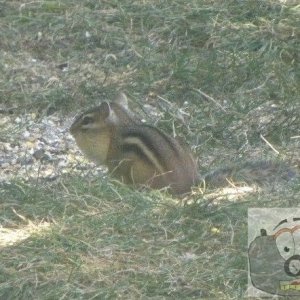 A new resident to our yard