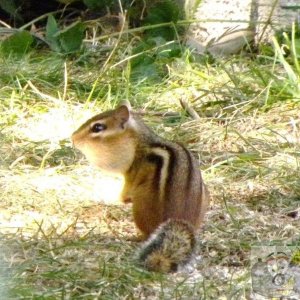 Backyard creatures