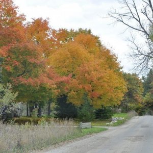 Autumnal colours