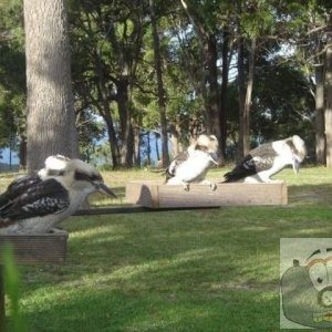 Kookaburras on the bird table in our back garden