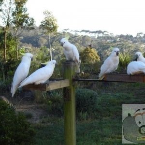 Cockatoos