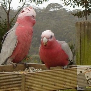 Galahs