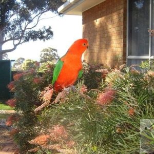 A king parrot