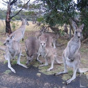 Kangaroos hanging out near Merimbula