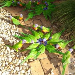 hungry lorakeets this morning