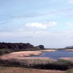 The lake, Tresco, Scilly