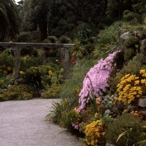Azaleas, Tresco Gardens, Scilly