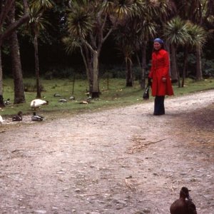 Ducks, near the pond, Tresco Gdns, Scilly