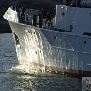 Seaking - 5