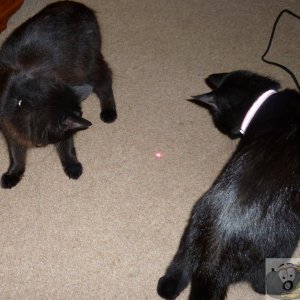 two kittens who love the laser