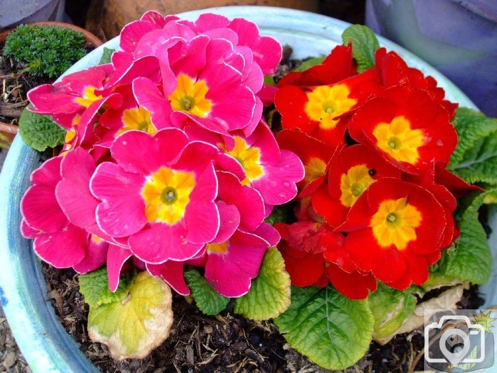 A colourful vestige of spring - Paul - 17Mar10
