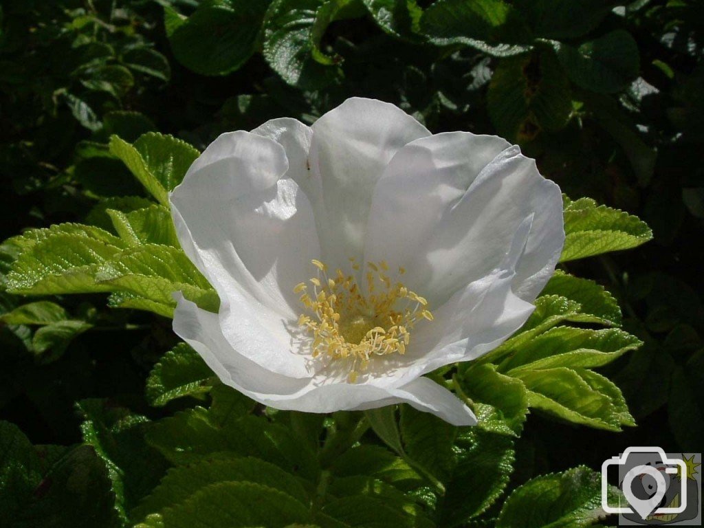 A cultivated 'wild' rose