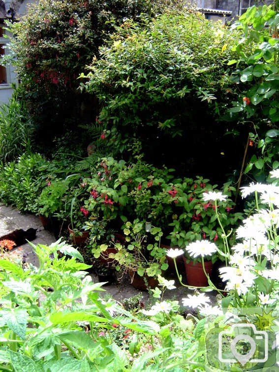 A Daniel Place Garden 001