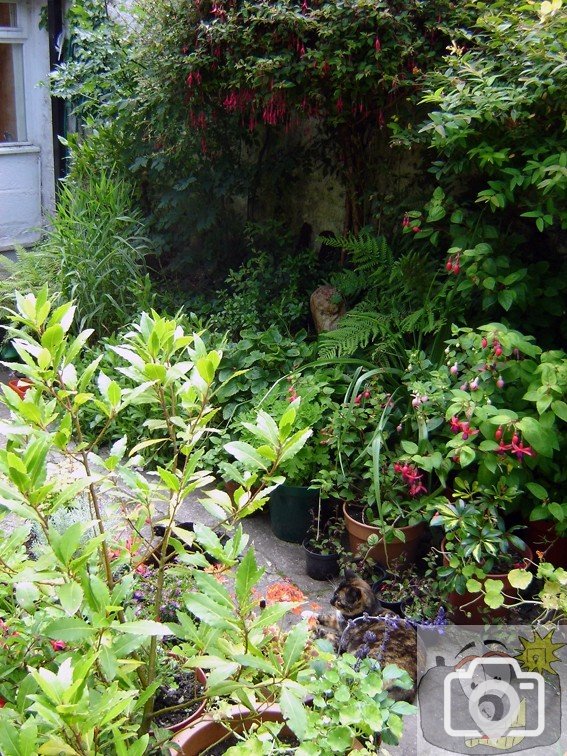 A Daniel Place Garden 002