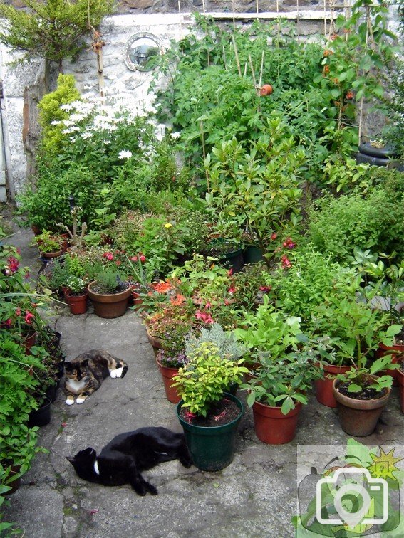 A Daniel Place Garden 004