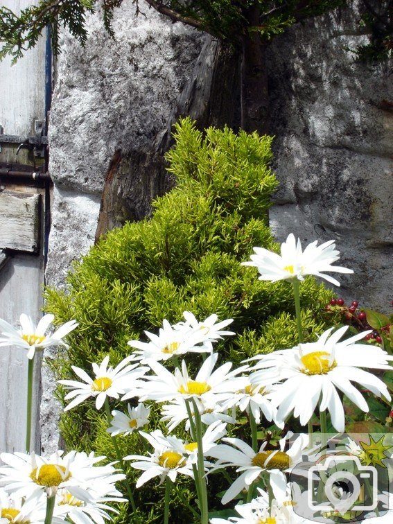A Daniel Place Garden 006