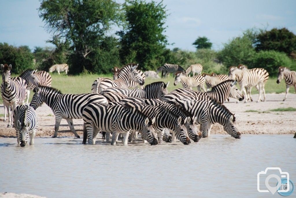 A 'Dazzle' of Zebra