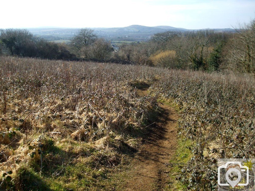 A field of briars and brambles near St Erth - 11th March, 2010