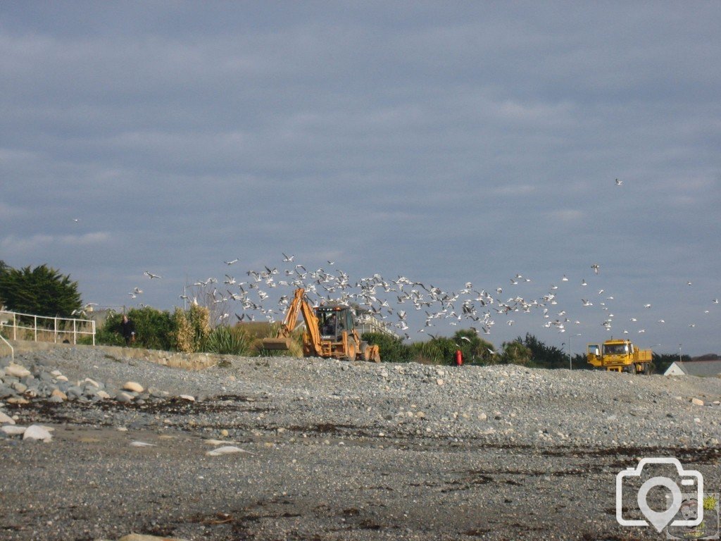 A Flock of Seagulls