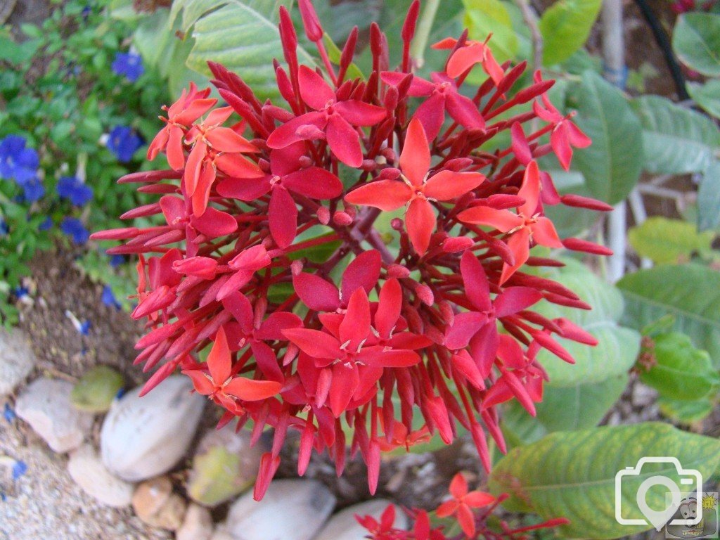 A flower from our Garden.