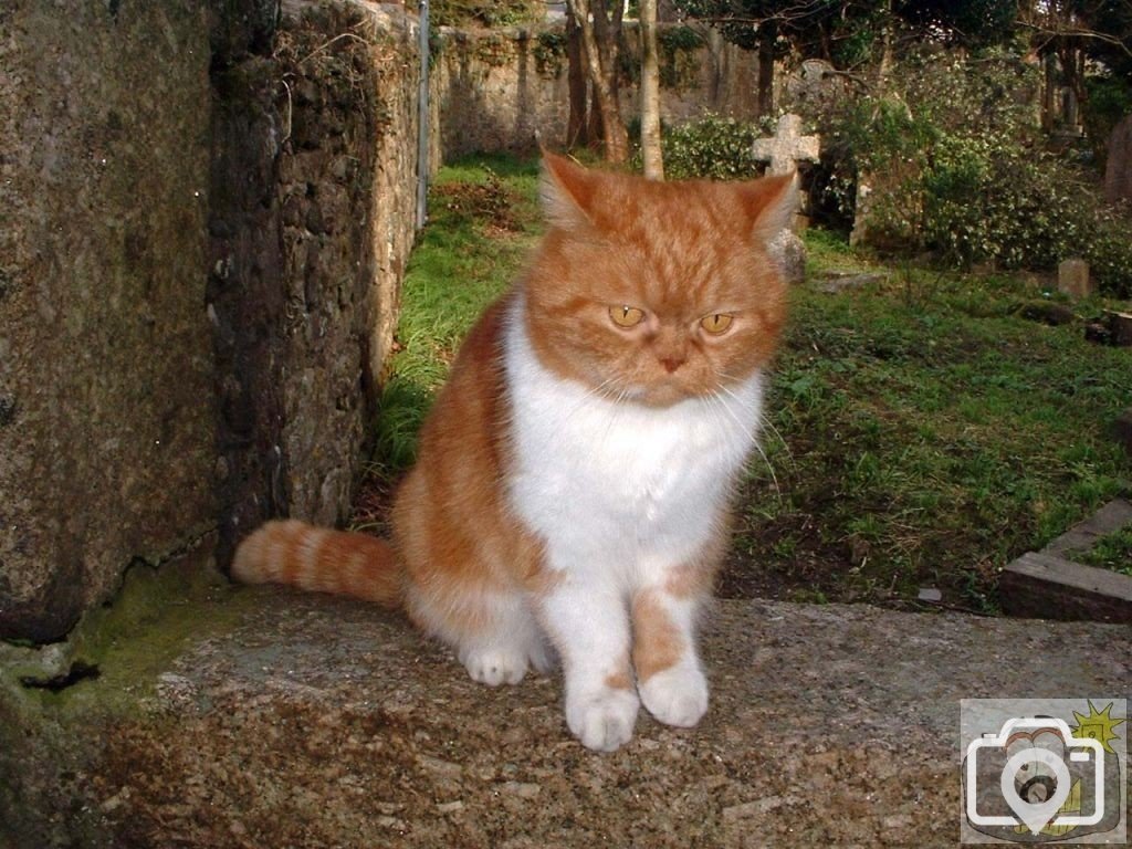 A friendly cat in Gulval Churchyard