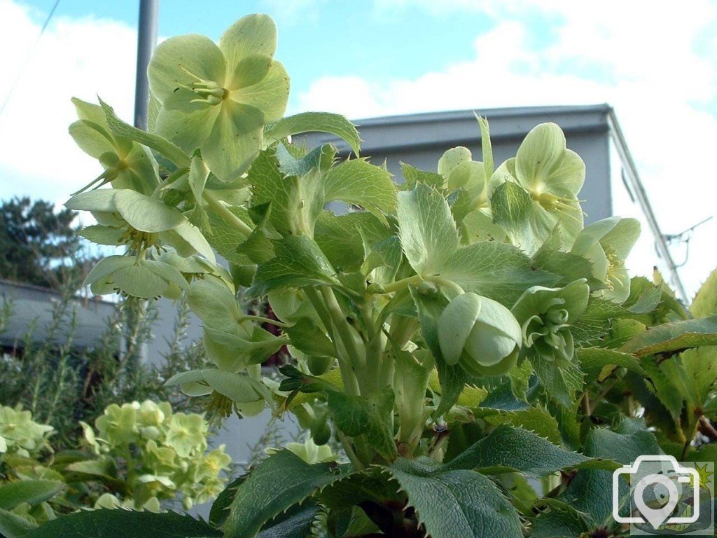 A green flower