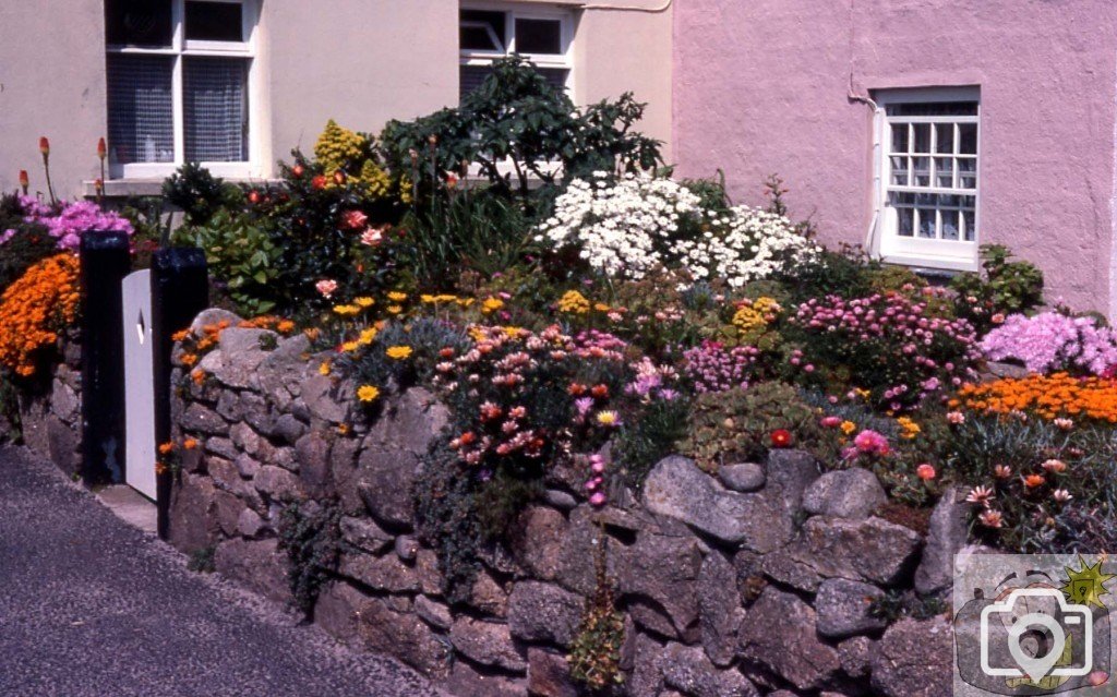 A Hugh Town garden, Scilly