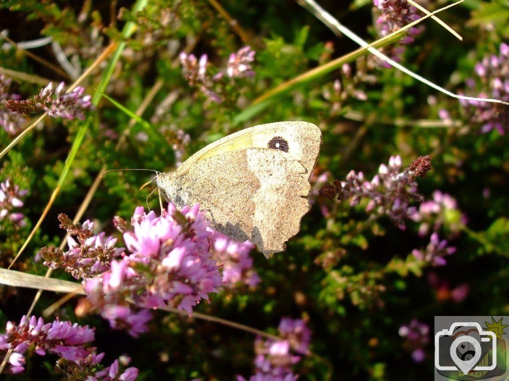 A large wall brown butterfly - 03Sep10