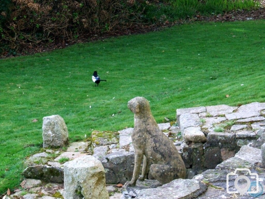 A lone Magpie.