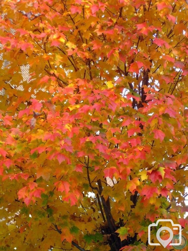 A magnificent autumnal uniform!