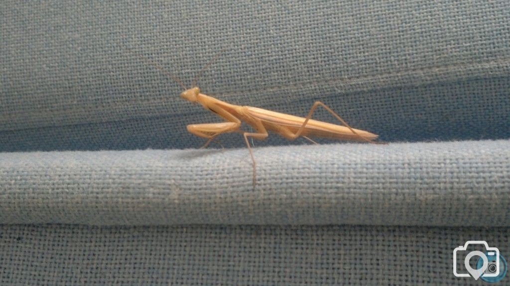 A Mantis came to visit us in our office today.