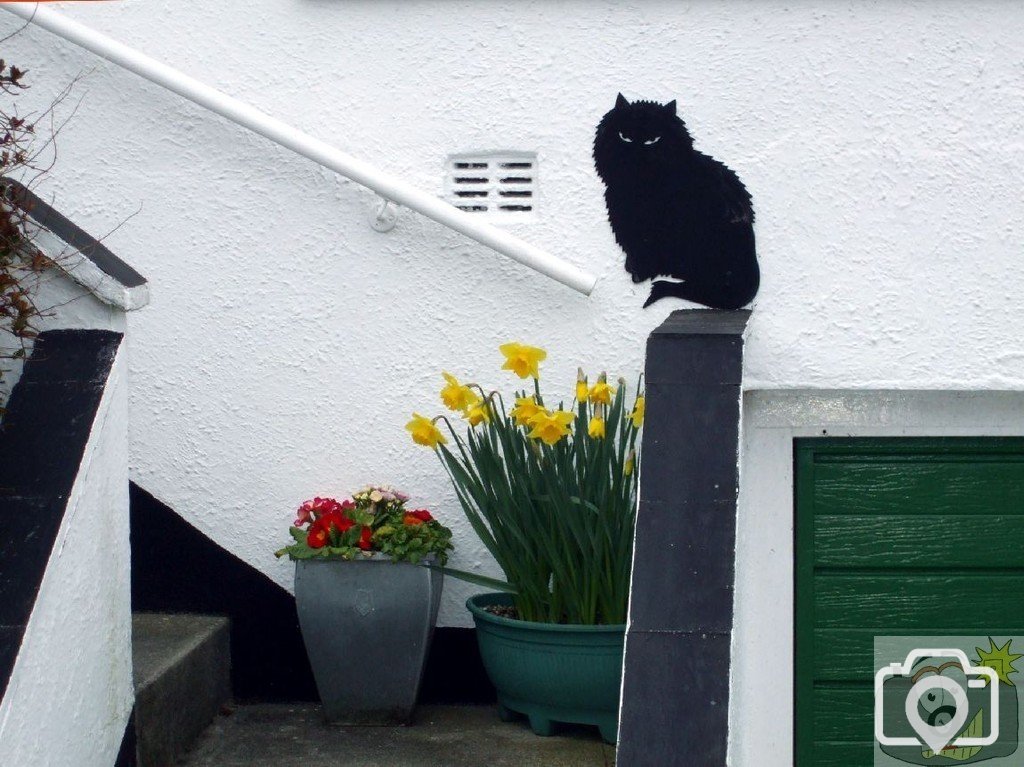 A Mousehole cat  - 17Mar10