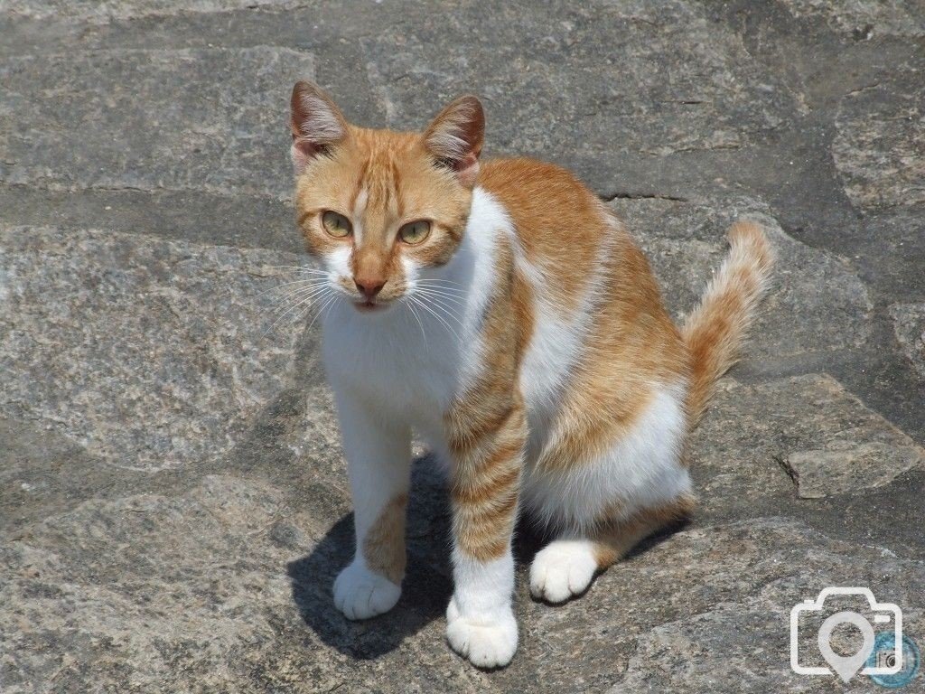 A Naoussa cat