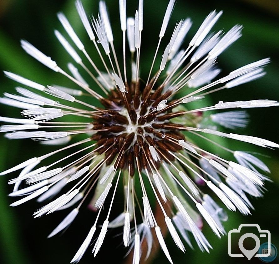 A Natural Sparkler