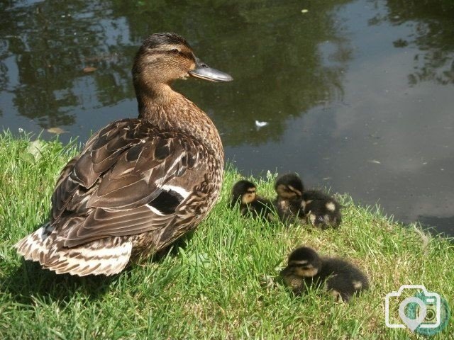 a quacking summer NOT