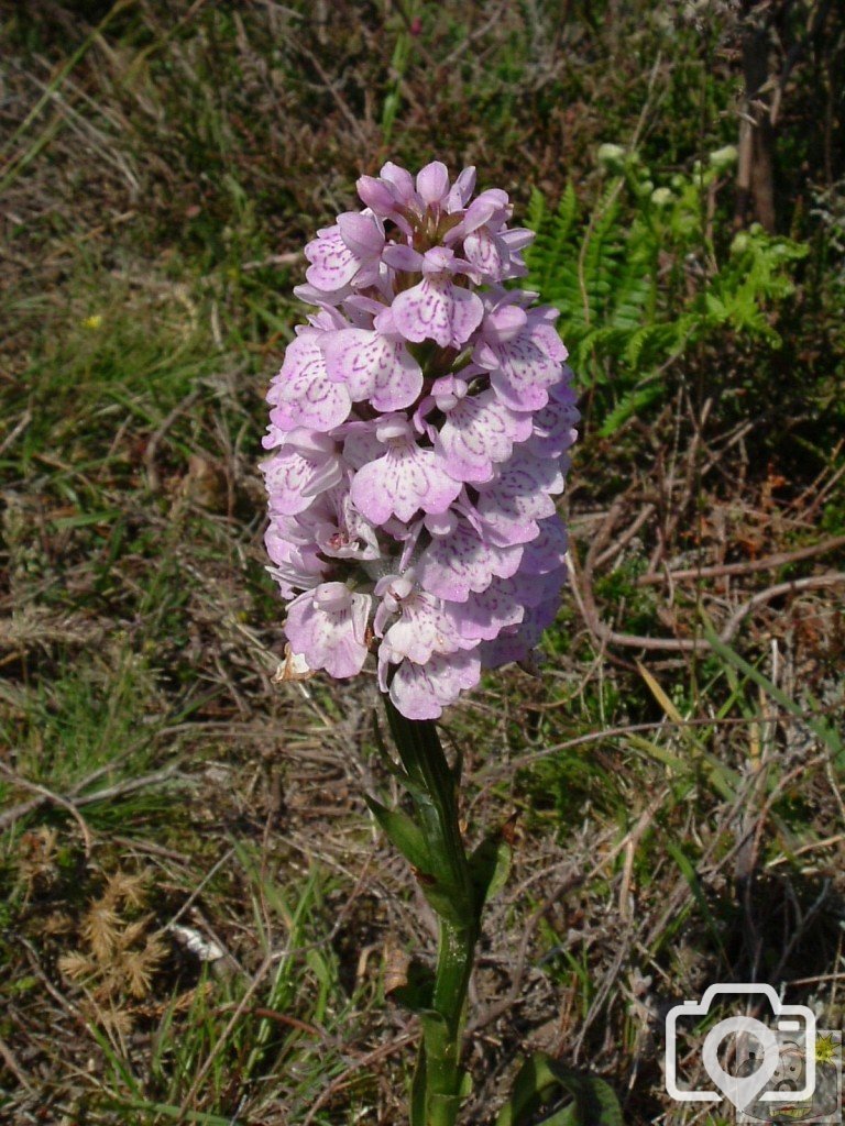 A variety of orchid - but which one?