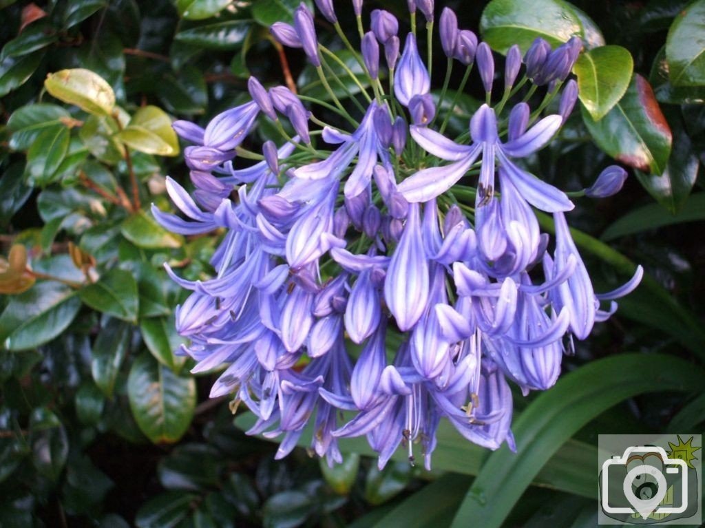 Agapanthus - Squill (or similar)