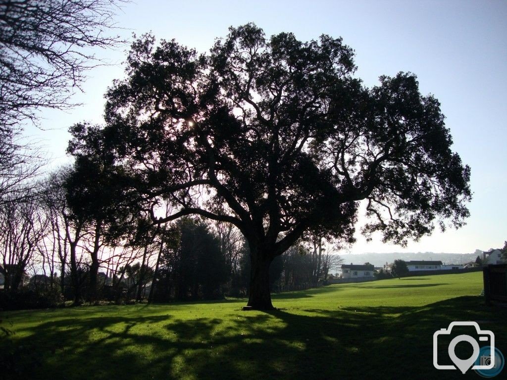 Alverton School Tree