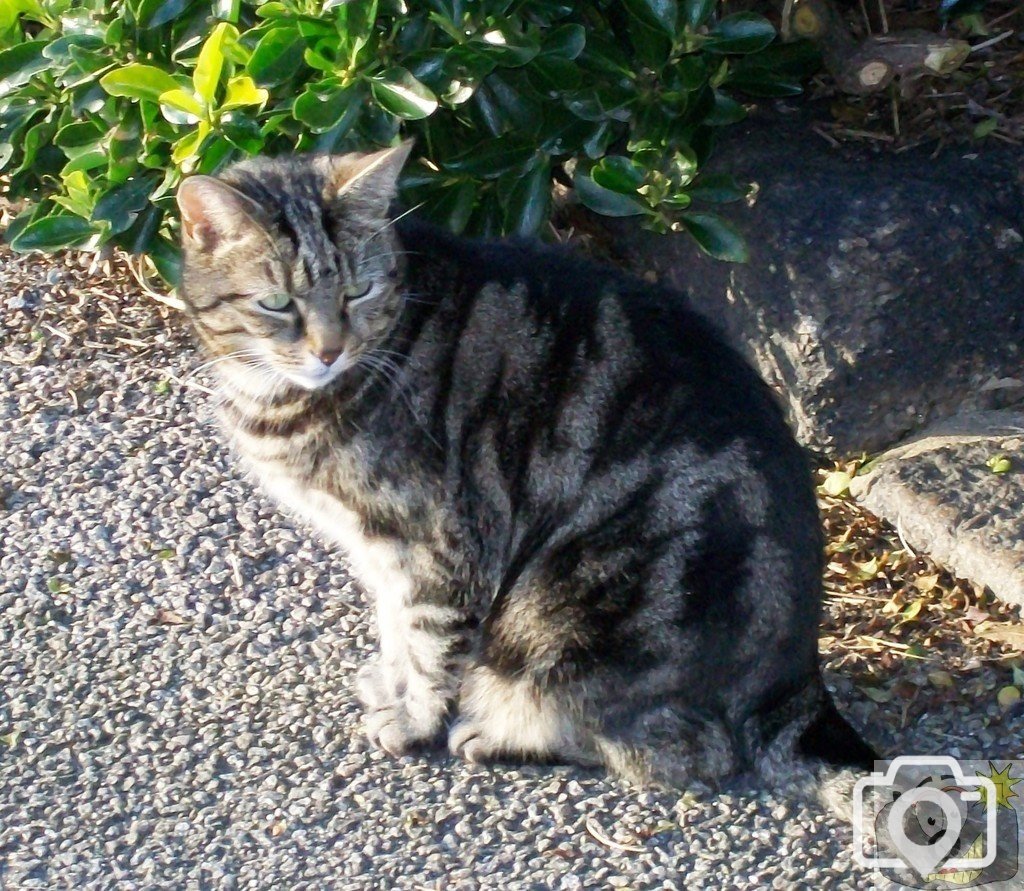 Another Pretty Cat From Penzance