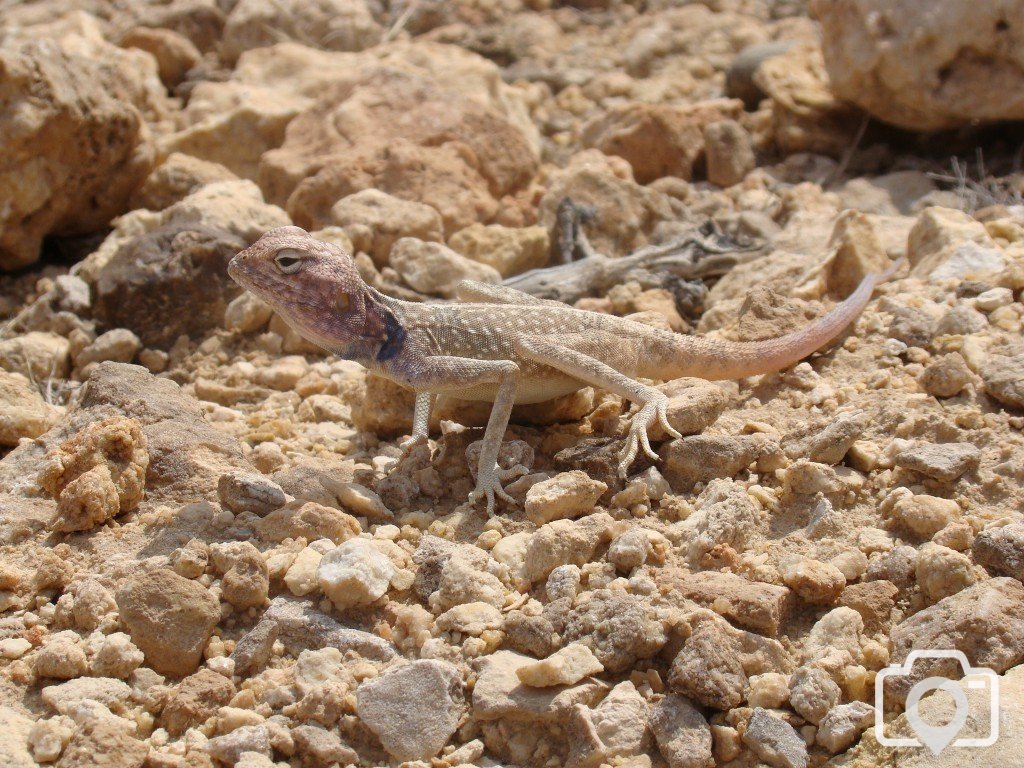 Another trip to the Wadis outside Salalah