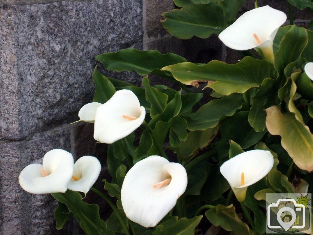 Arum lilies