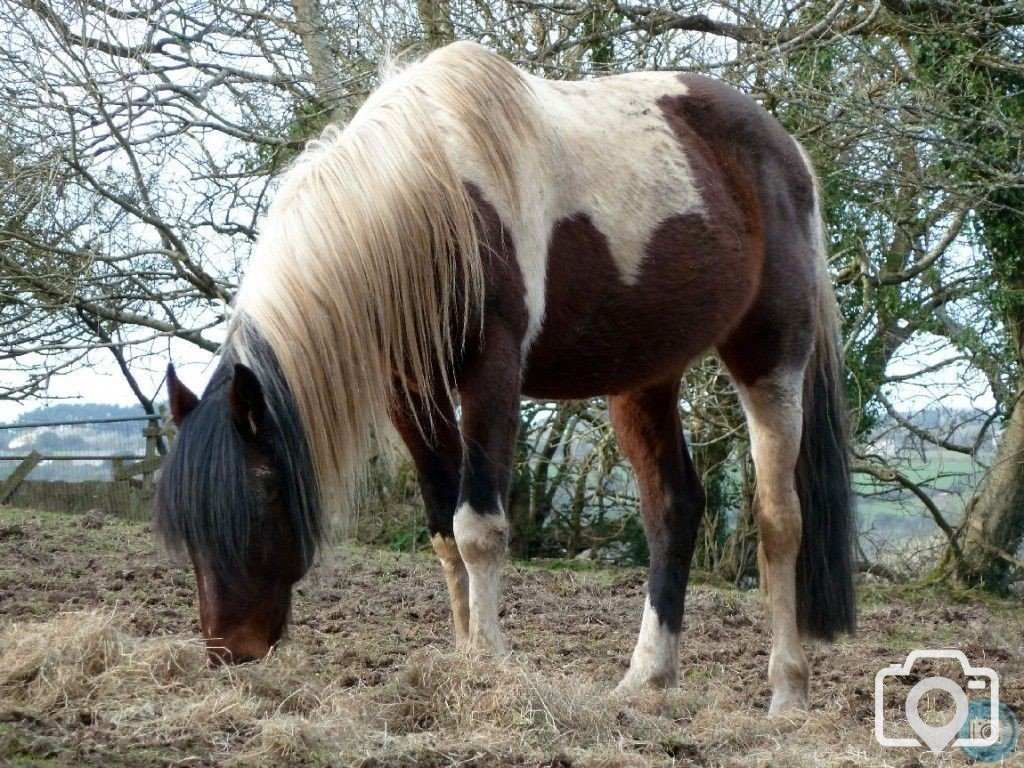 Attractive Stallion at Chacewater