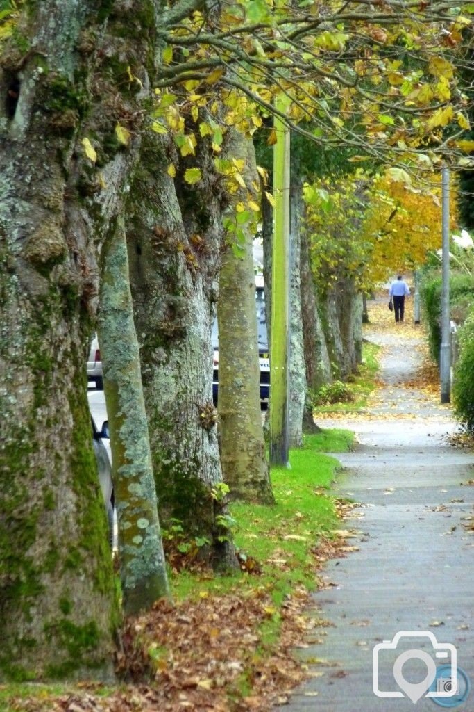 Autumnal Alexandra Road 15