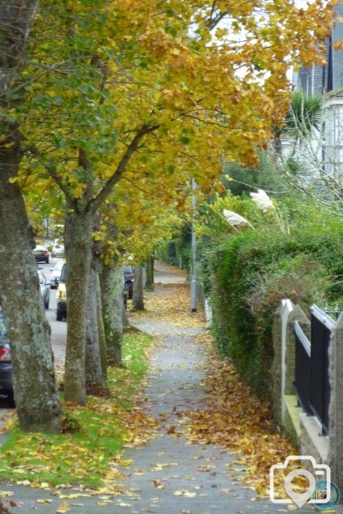 Autumnal Alexandra Road 8
